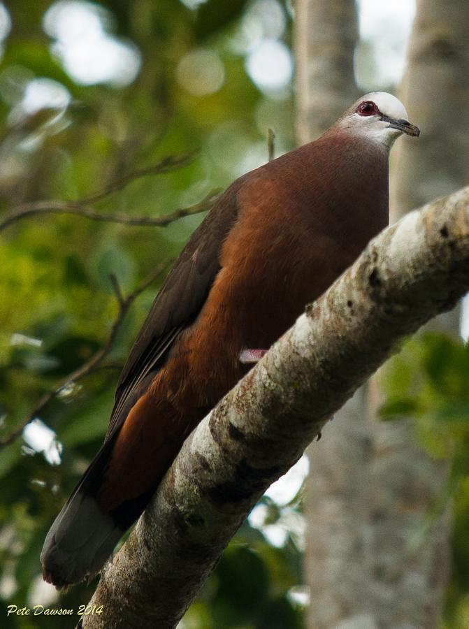 St Lucia Kingfisher Lodge Luaran gambar