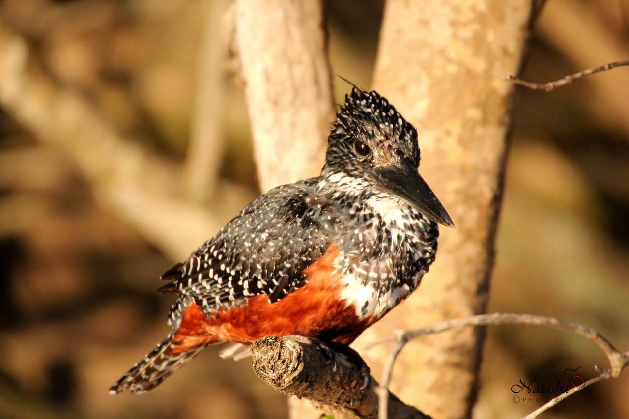 St Lucia Kingfisher Lodge Luaran gambar